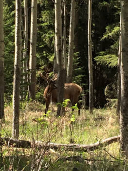 Banff National Park - Dear deer