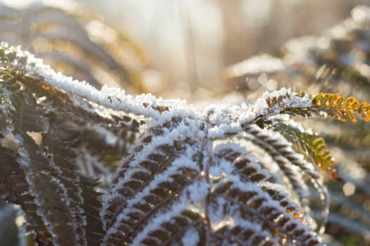 Edmonton - Winters magic