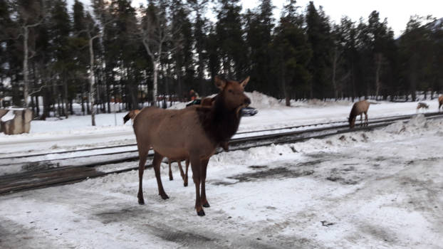 Jasper National Park - Mannetjes Elk