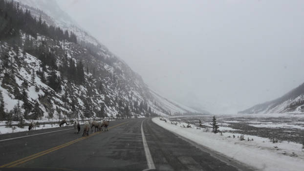 Jasper National Park - Onverwachts bezoek op de weg