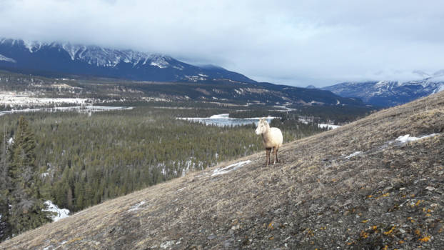 Jasper National Park - Zonnige winterdag in Jasper