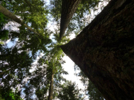 Vancouver - In 1 van de vele parken in vancouver