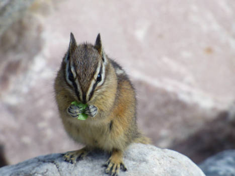 Lake Louise - Chipmunk bij Lake Louise