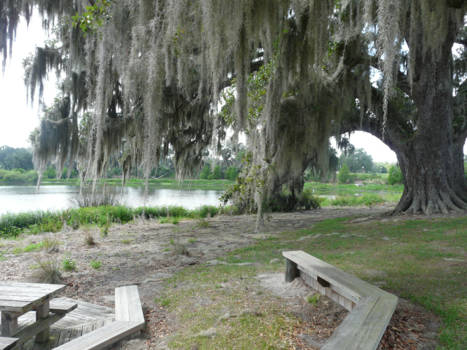 Verenigde Staten - Forest  Florida