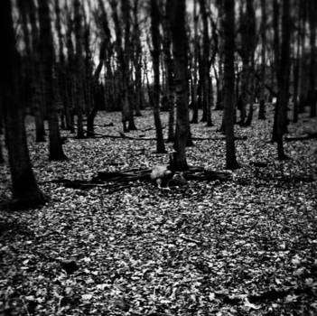 Toronto - The Art of Nature