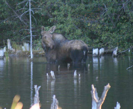Canada - Eland in Ven bij Beaver Mines Alberta