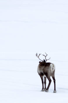 Orka's spotten - Lapland...........waar je nog alleen op de wereld kan zijn