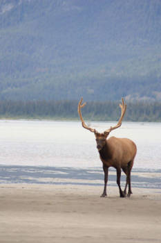 Jasper National Park - Day at the beach