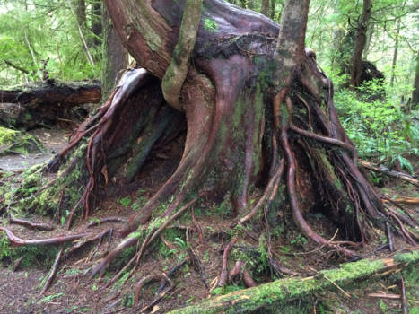 Vancouver Island - Wortels