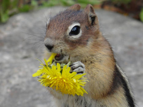 Canada - Voorjaarsbloempje