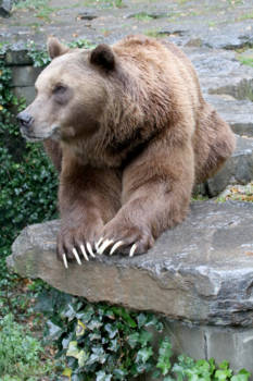 Victoria (Canada) - Ben wakker en alert.