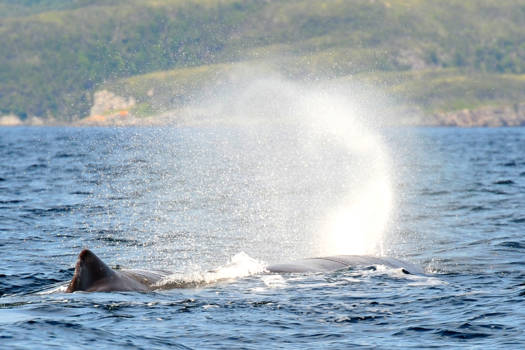 Canada - Opduikende potvis voor de kust van Newfoundland