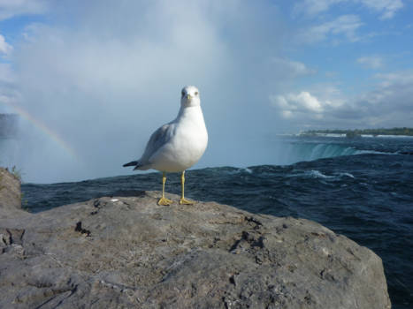 Niagara Falls - Niagara Falls plus regenboog en stoere meeuw
