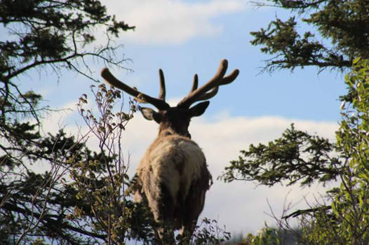 Jasper National Park - NICE RED DEER LOOKING OVER DER RIVER.