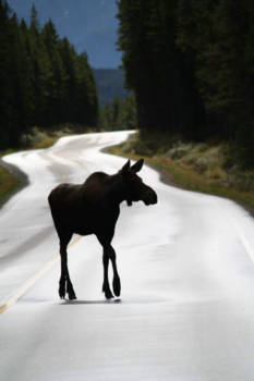 Banff National Park - Moose on the loose