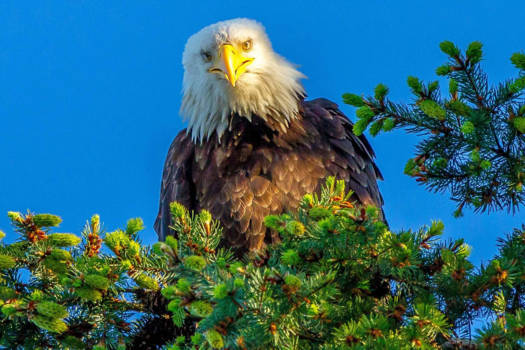 Vancouver Island - What is he thinking