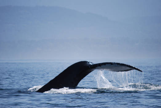 Victoria (Canada) - Whale-watching... en dan van zo dichtbij een bultrug te zien is geweldig