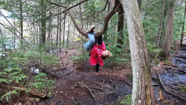 Algonquin provincial park - Algonquin woods real thing