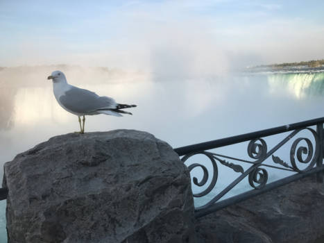 Niagara Falls - Bird's eye view
