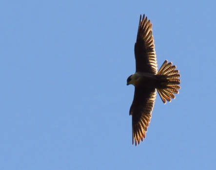 Victoria (Canada) - Bold Eagle