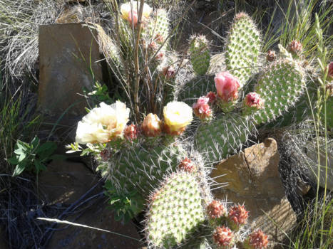 Canada - cactussen