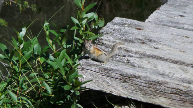 Jasper National Park - Curious
