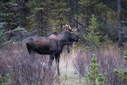 Jasper National Park - Koning van het bos
