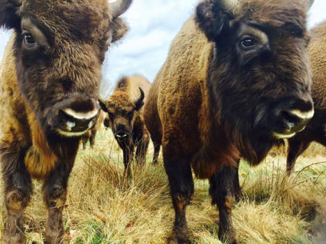 Canada - Wie kijkt naar wie...?