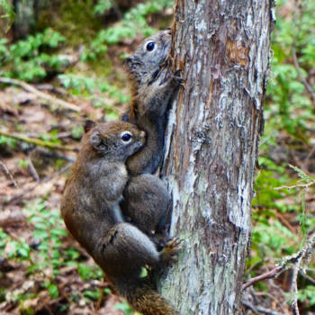 Canada - Knabbel en Babbel