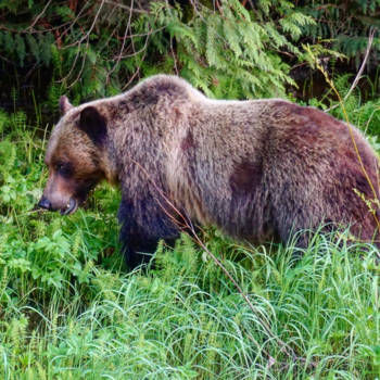 Canada - Grizzly