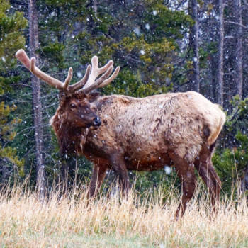 Canada - Banff National Park
