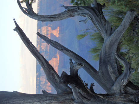 Grand Canyon - Door de bomen de Canyon zien.