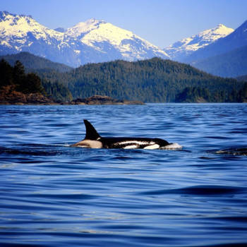 Tofino - Whale watching