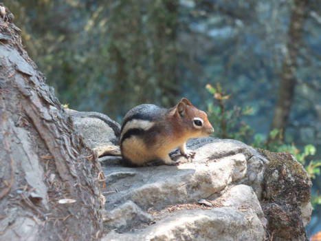 Calgary - zo'n klein diertje kan toch zo bijzonder zijn!