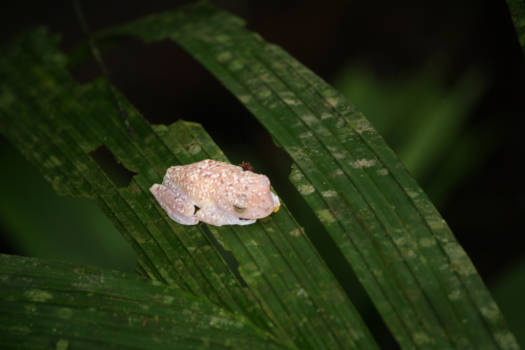 Toronto - Pura vida- costa rica