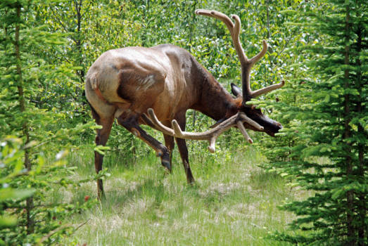 Jasper National Park - Jeuk aan zijn gewei, dus even krabben.