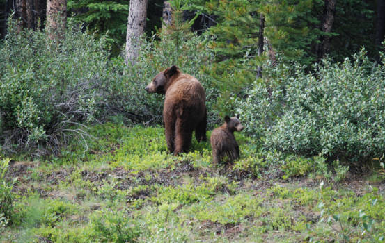 Jasper National Park - Mother and child