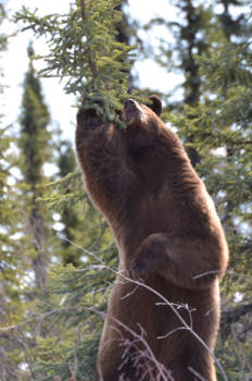 Canada - na een winterslaap is niets fijner dan even je rug krabben
