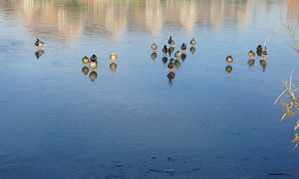 Canada - Eenden op het ijs.....