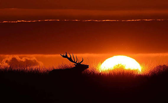 Victoria (Canada) - Night fal forrest
