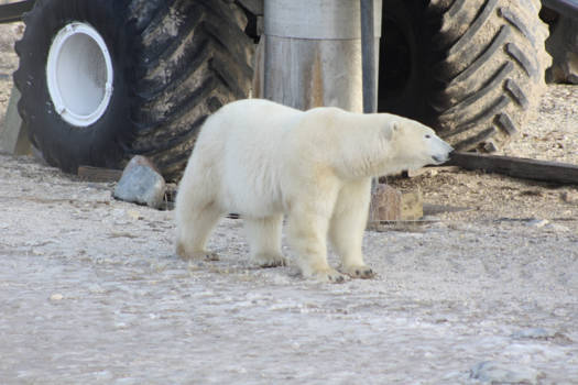 Churchill - IJsberen spotten met de Thundra Buggy, wat een belevenis