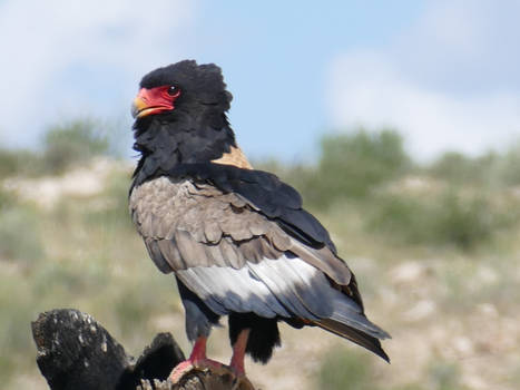 Verenigde Staten - Kalahari Wildlife