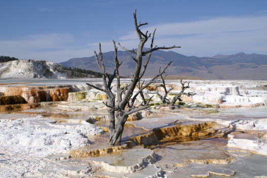 Yellowstone National Park - Minerva Terrace verstild landschap gevangen in tijd.