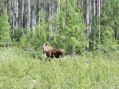 Canada - Prachtige Eland in de Yukon