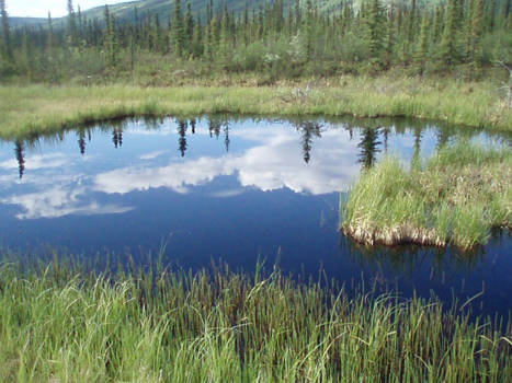 Canada - Prachtige weerspiegeling in het meertje midden in de natuur