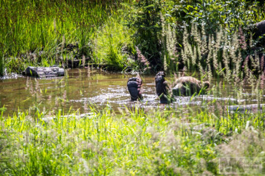 Canada - get your feet up and keep cool....