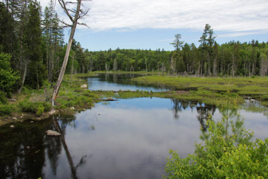 Algonquin provincial park - Ongerept