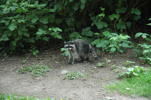 Canada - Raccoon in Stanley Park, Vancouver, Canada