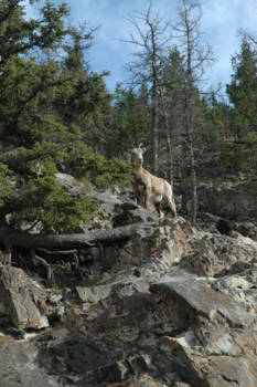 Canada - Bighorn sheep, Jasper National Park, Canada