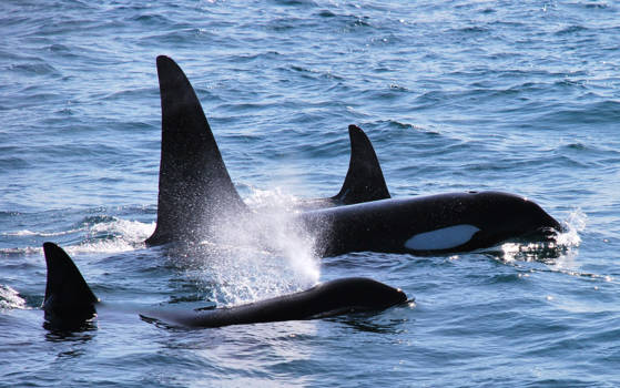 Orka's spotten - orca familie bij de Westman eilanden,IJsland